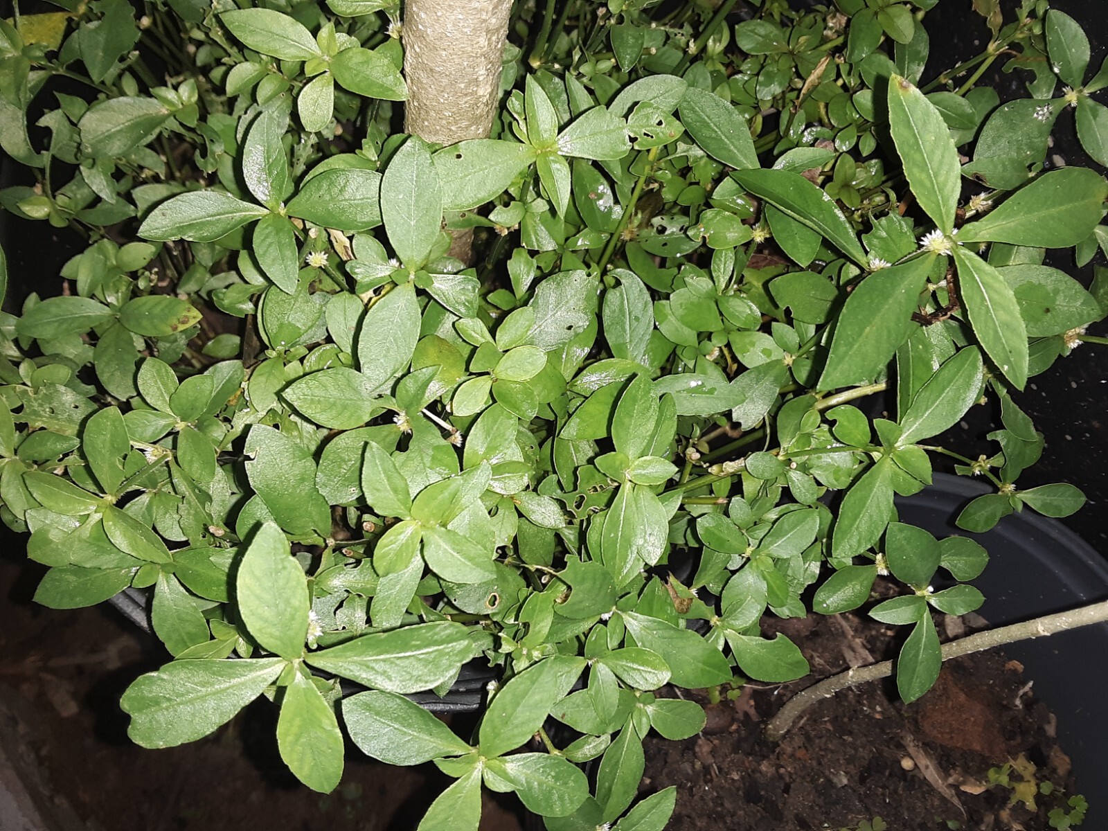 200+Sessile Joyweed/Ponnanganni/Mukunuwenna/Dwarf Copperleaf/Alternanthera Seeds