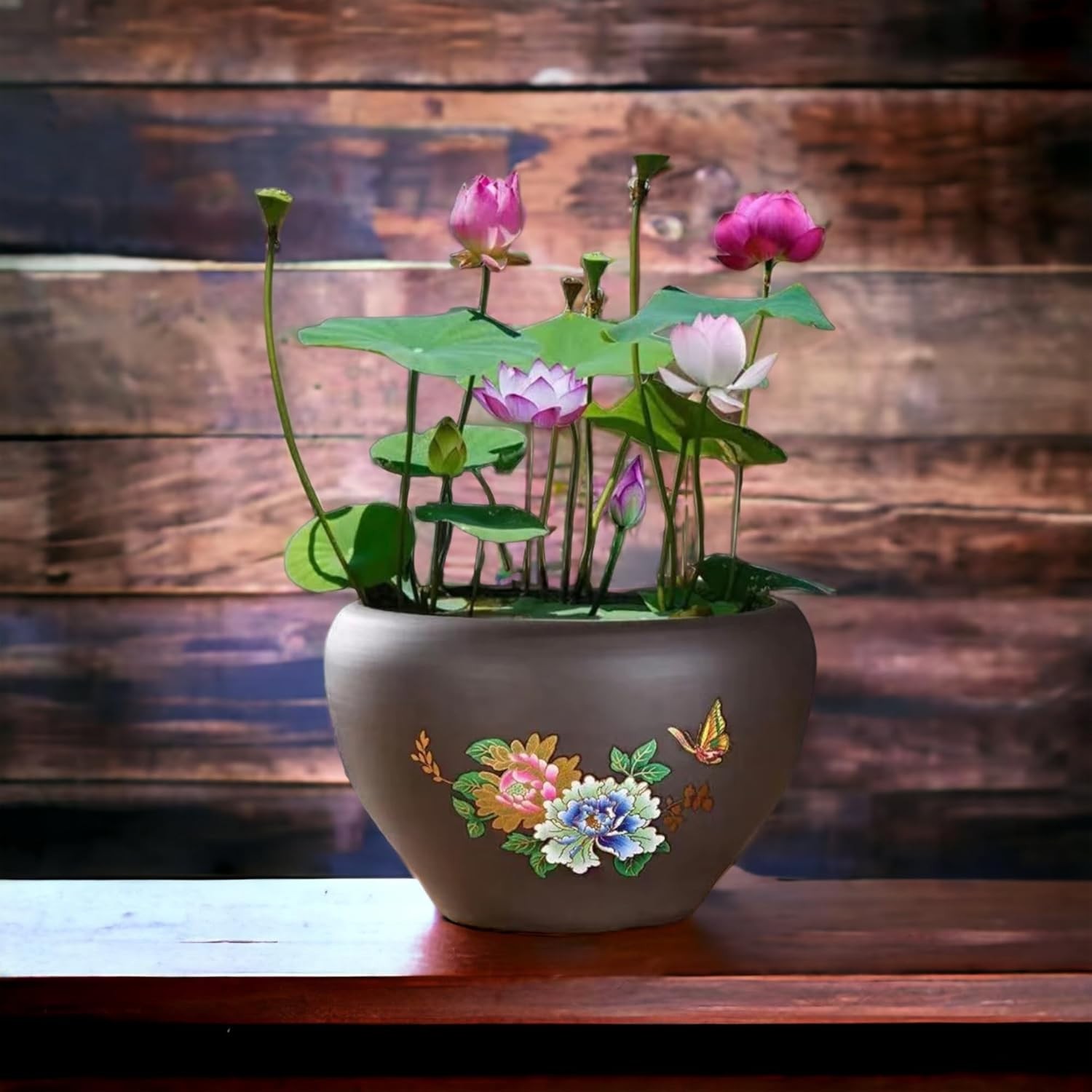 Bonsai Lotus Seeds – 10pcs Mixed Colors for Stunning Indoor & Outdoor Beauty