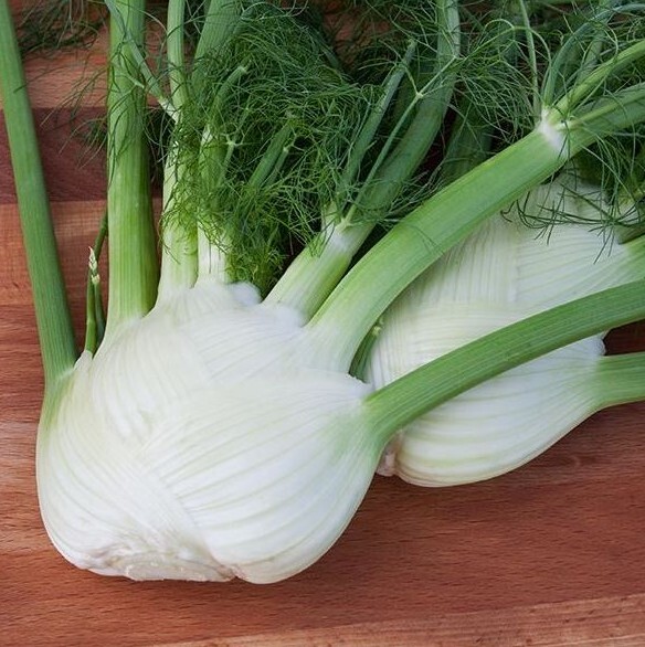 Orazio Fennel seeds – 2000 seeds