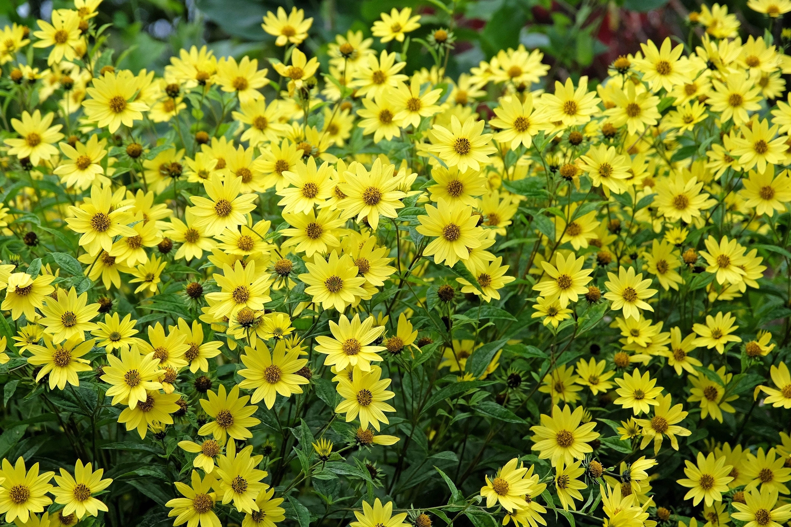 50 LEMON QUEEN SUNFLOWER Helianthus Annuus Flower Seeds