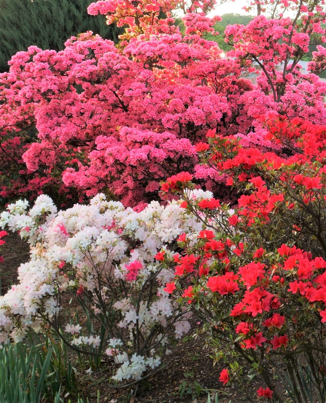 25 MIXED COLORS AZALEA Rhododendron spp Red Purple Flower Shade Bush Shrub Seeds