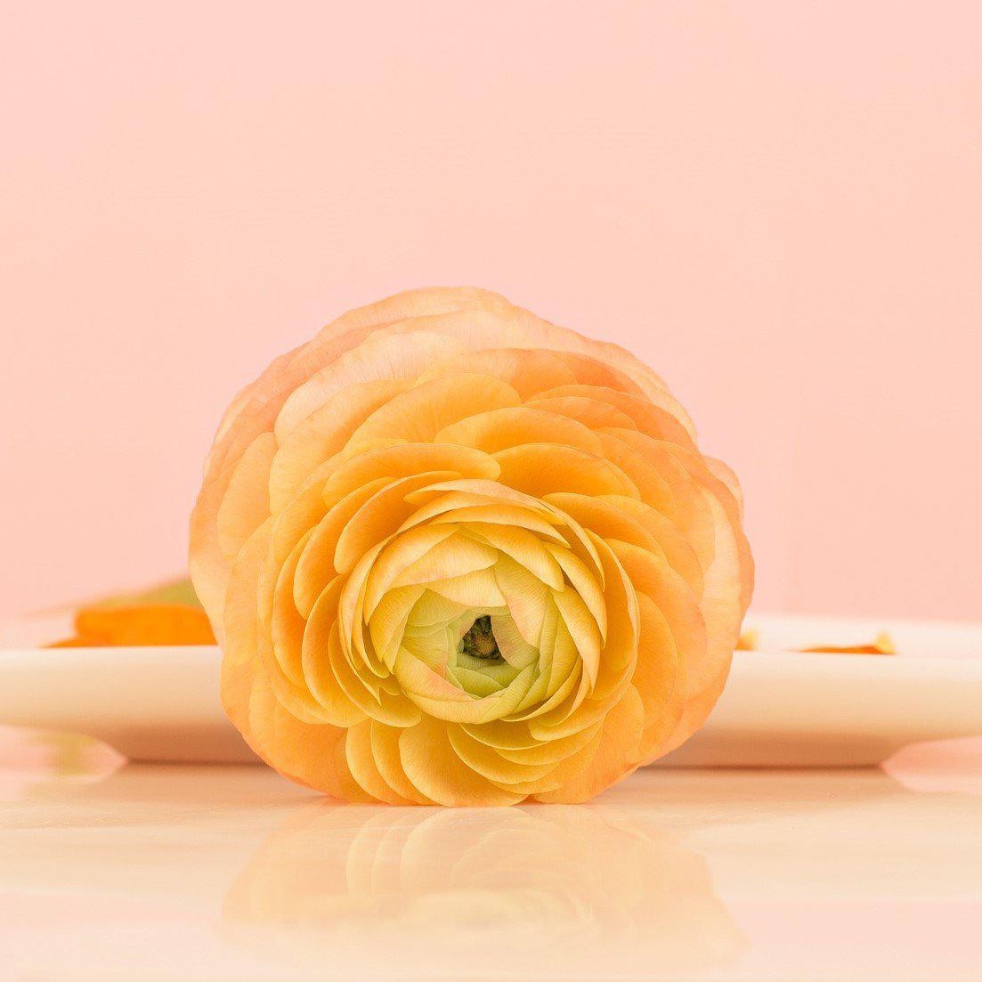 Ranunculus Buttercup Gold 10 Flower Bulbs – Spring Orange-Yellow Blooms in Sun