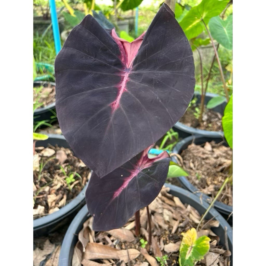 AUTHENTIC Colocasia Red Devil 1 bulb