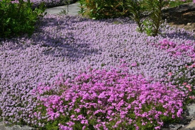 8000+ Creeping Thyme Seeds for Full Sun – Low-Maintenance Perennial Groundcover