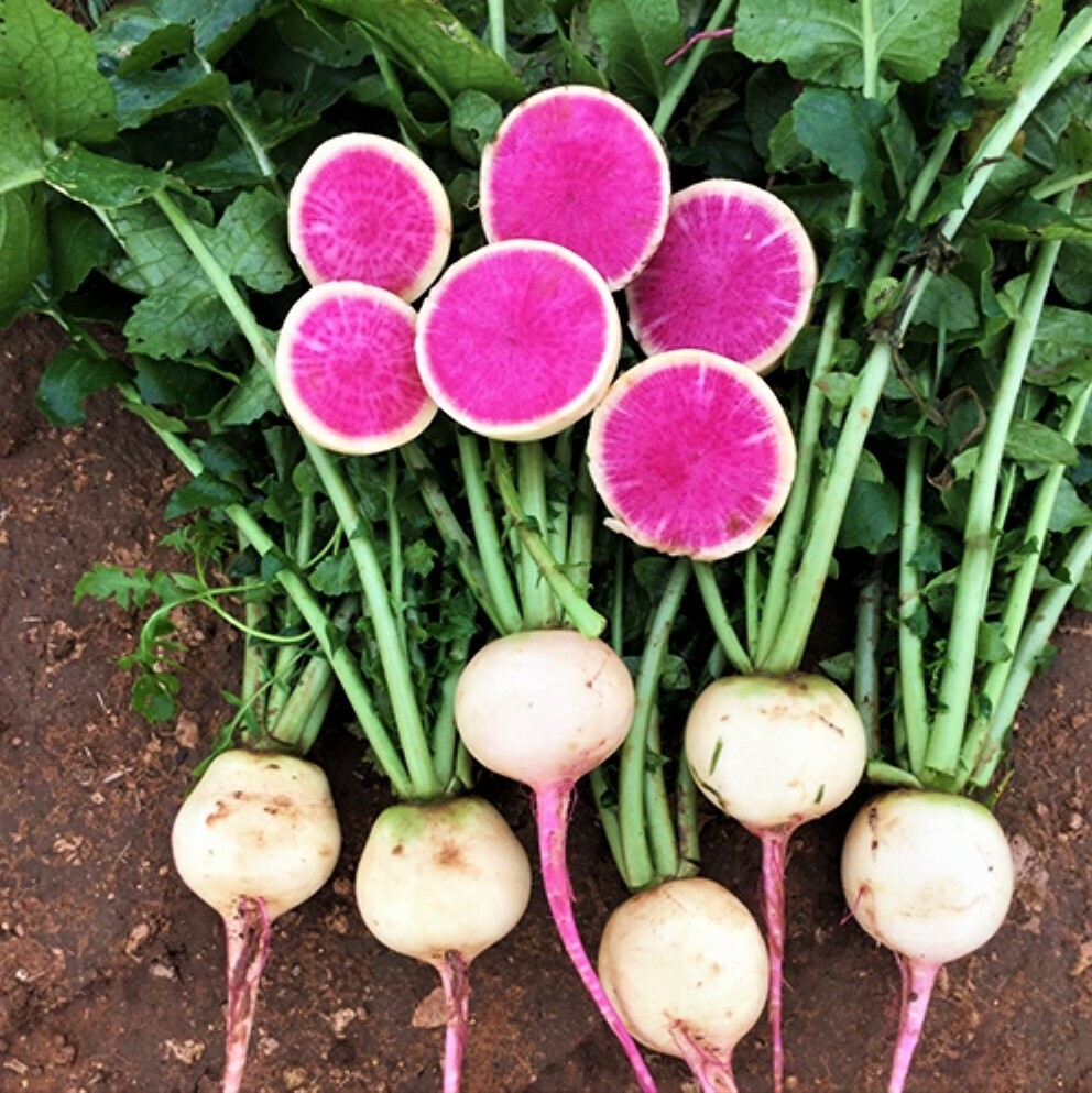 Watermelon Radish Seeds | Shinrimei Pink Heart Daikon Asian Vegetable Seed 2024