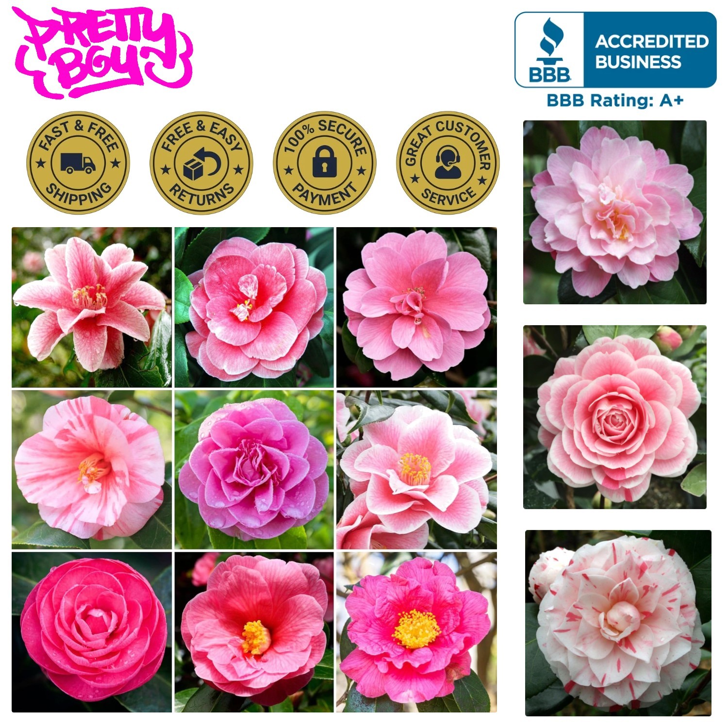 20+ GMO-Free Mixed Camellia Seeds for Vibrant Outdoor Gardens – Low Maintenance