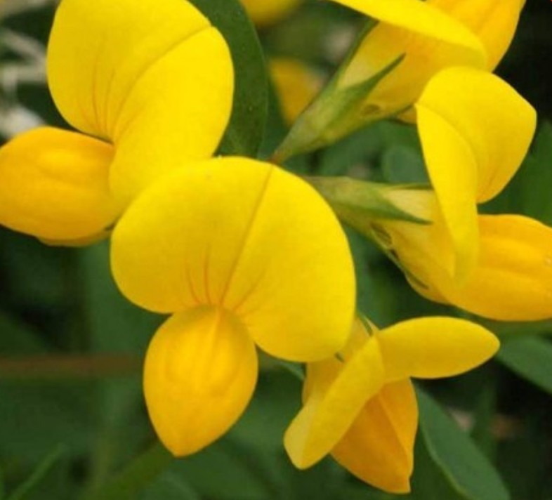 400+ Bird’sfoot Trefoil Seeds **Fresh Seeds** ~~ Free Shipping~~