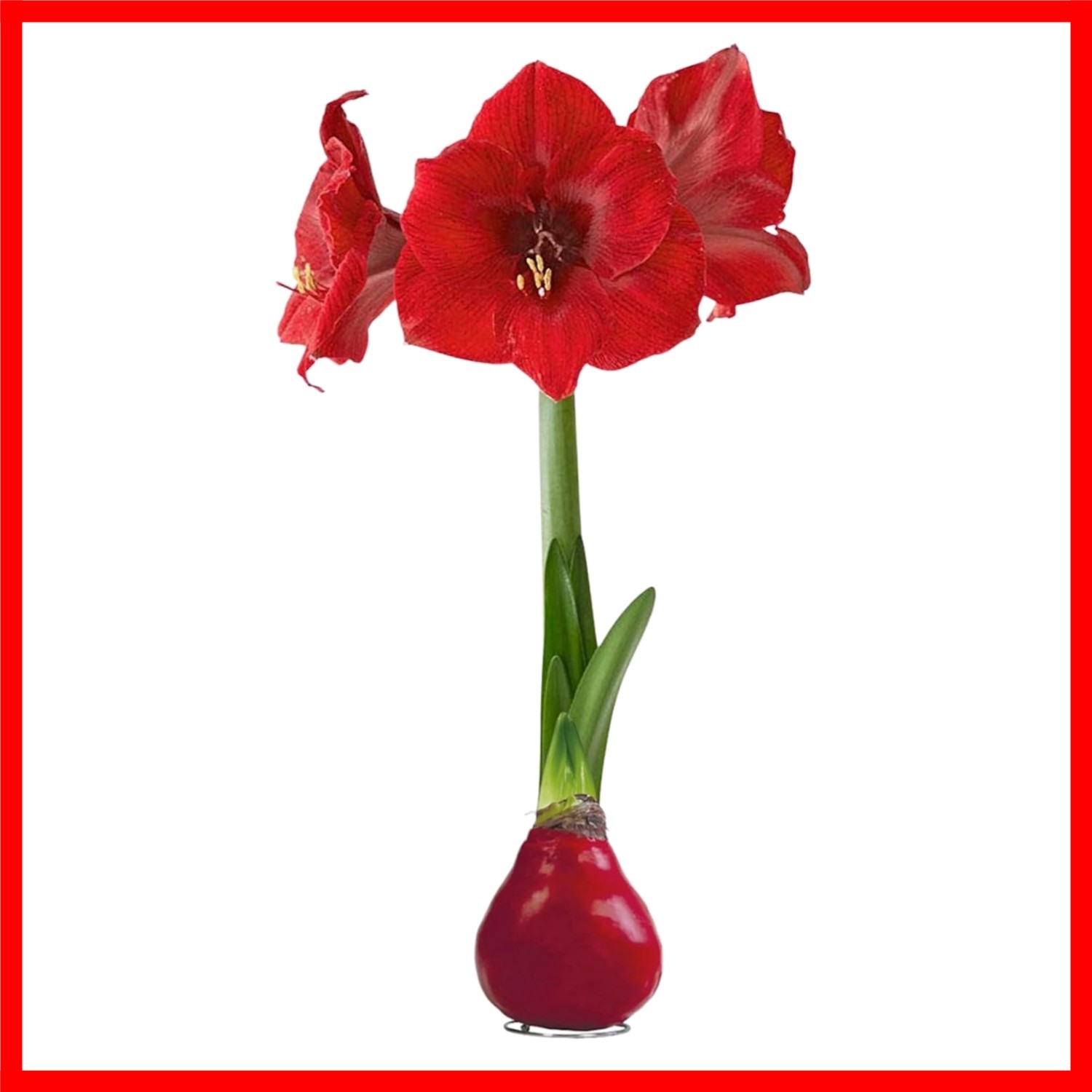 Festive Red Waxed Amaryllis Bulb – Easy Care, Live Holiday Gift