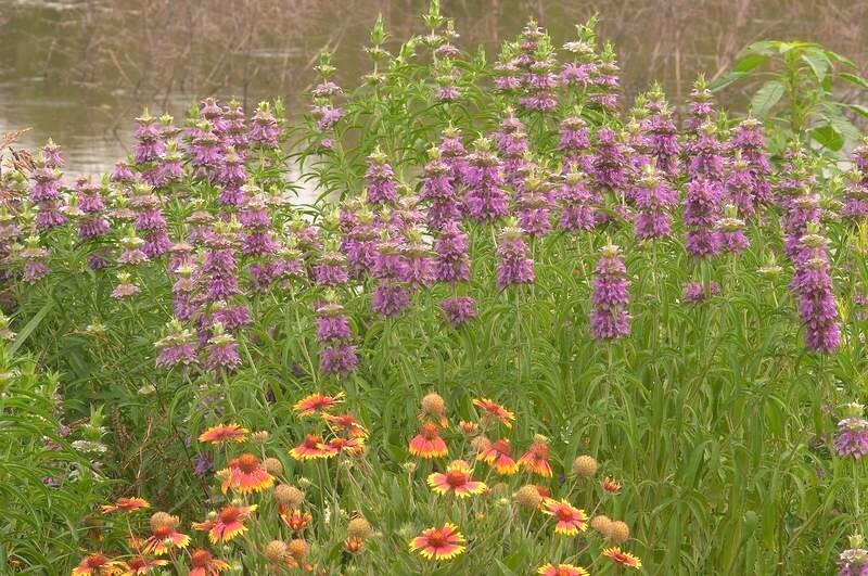 301+LEMON MINT Flower Seeds Perennial Native Wildflower Herb Garden Container