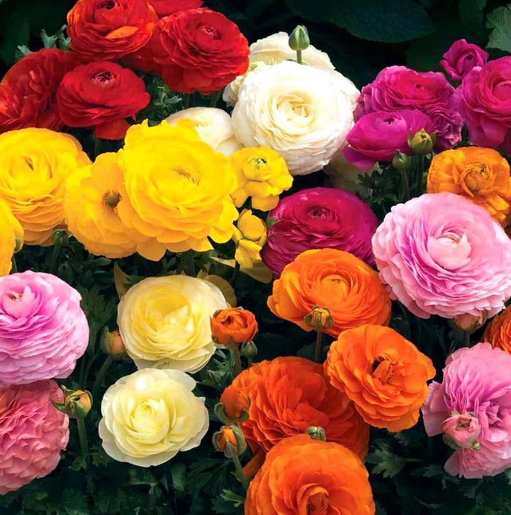 10 PCS Mixed Color Ranunculus Bulbs Fall Planting Spring Blooms Flower