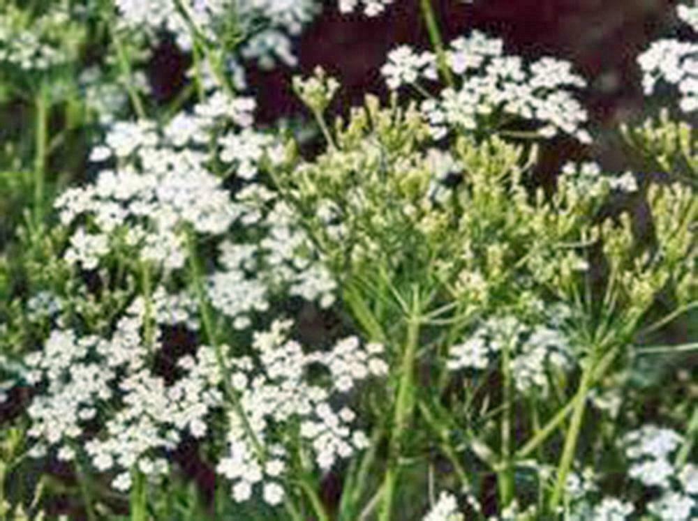 CARAWAY, HERB 20+ SEEDS CAN USE SEEDS, PLANT AND ROOTS ON THIS HERB
