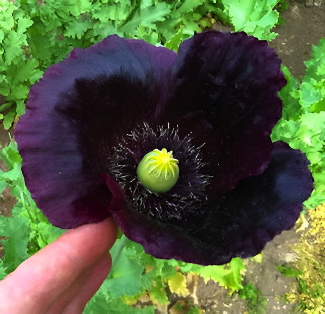 660 After Midnight Poppy Seeds – P. Somniferum –Dark Purple Breadseed Variety