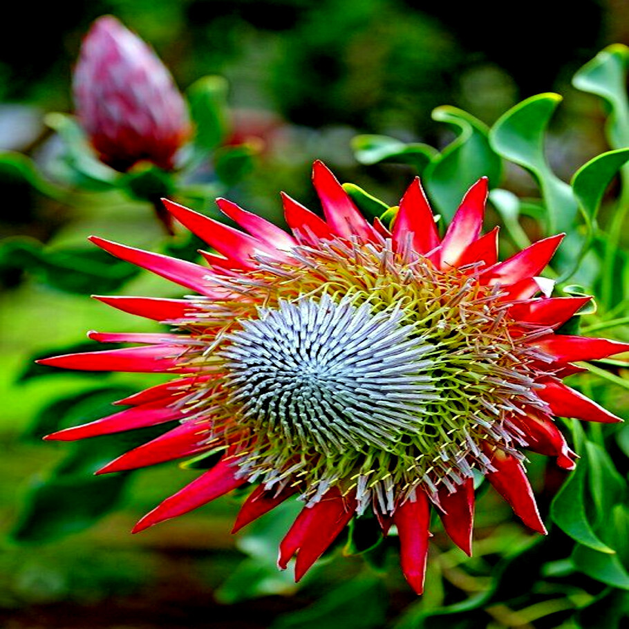 5 KING PROTEA CYNAROIDES SEEDS *GIANT 12″ FLOWERS* Rare Exotic Garden Plant