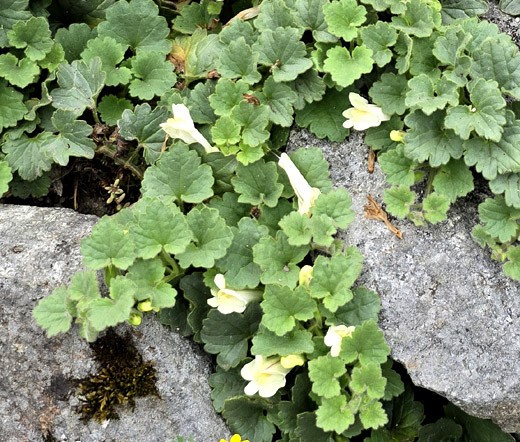 SNAPDRAGON CREEPING Asarina Procumbens – 500 Bulk Seeds