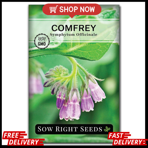 Comfrey Seeds – Non-Gmo Heirloom Packet for Indoor/Outdoor Herb Garden (1)