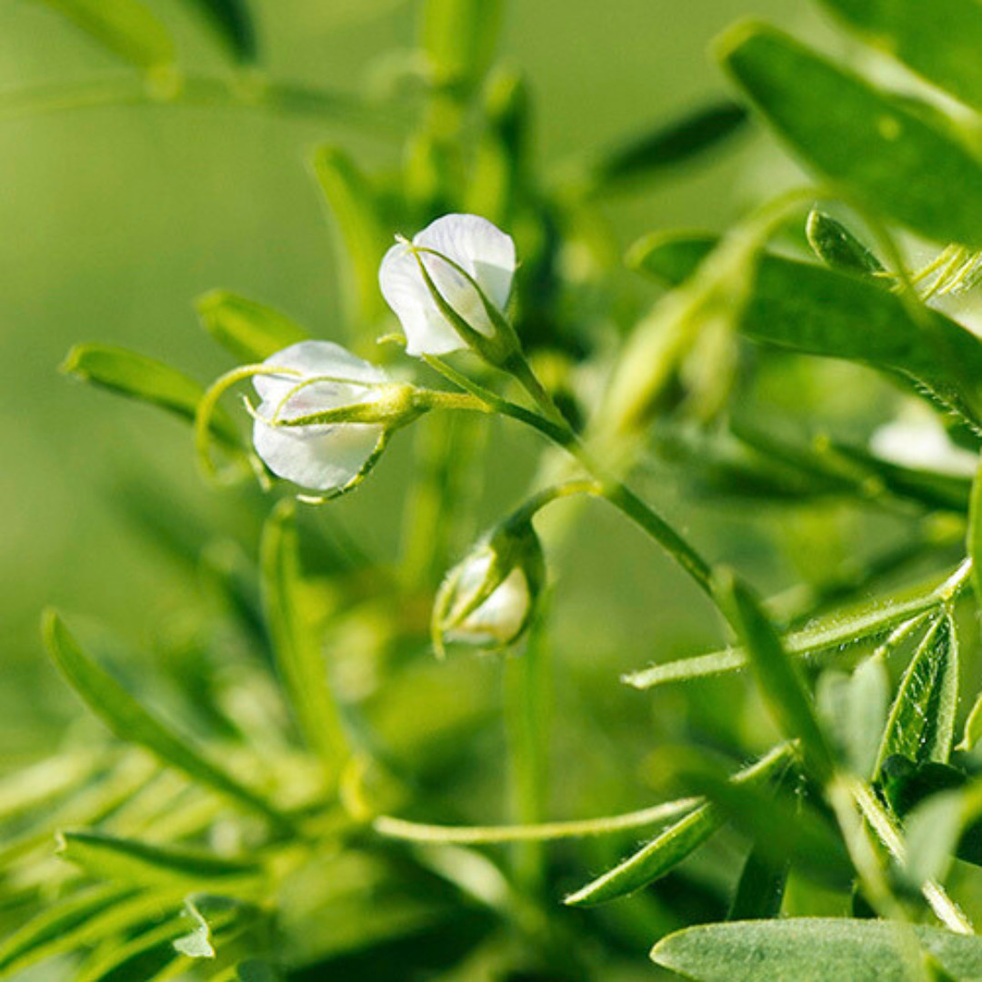 Fresh Premium Organic Lentil Seeds | Green | Heirloom Non-GMO | Vegetable Seeds