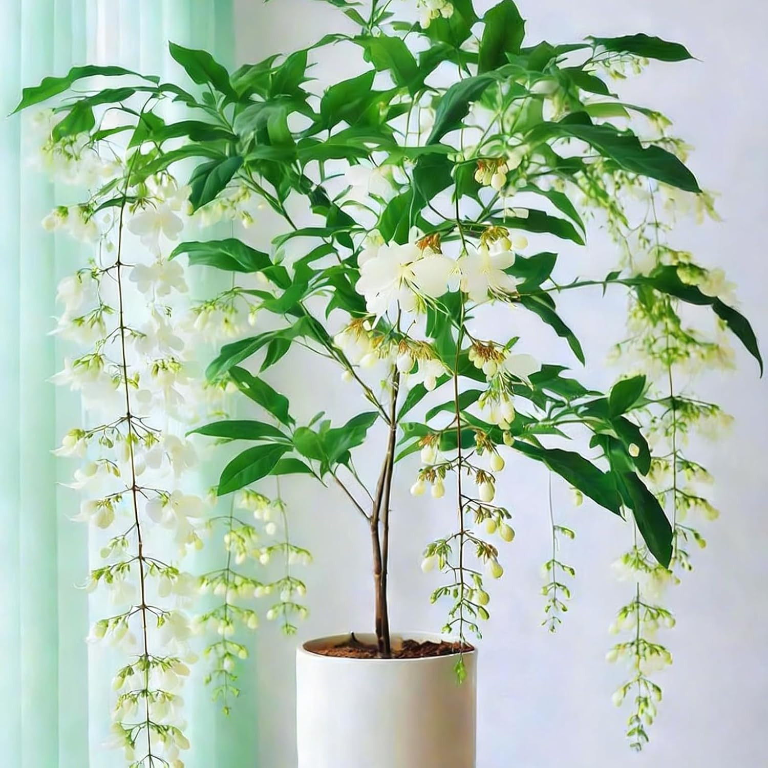 Climbing Jasmine Flower Seeds, 100 Non-Gmo Jasmine Gardenia Seeds, Fragrant Flow