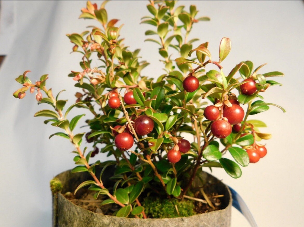 Linnea Lingonberry plant, well rooted plant 2-4 inches tall