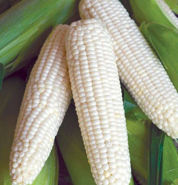 White Sweet Corn – Truckers Favorite – Seeds – Organic – Non Gmo – Heirloom Seed