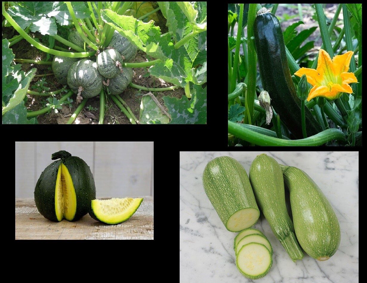 Zucchini Seeds Black Beauty Round Grey Tatume Spineless Green Summer Squash