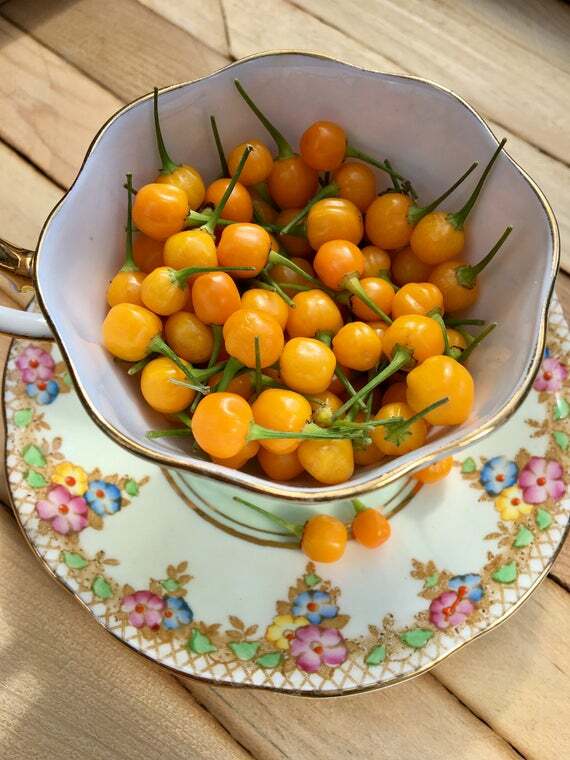 B.B. Habanero Pepper Seeds – Comb. S/H See our store for over 1000 seeds