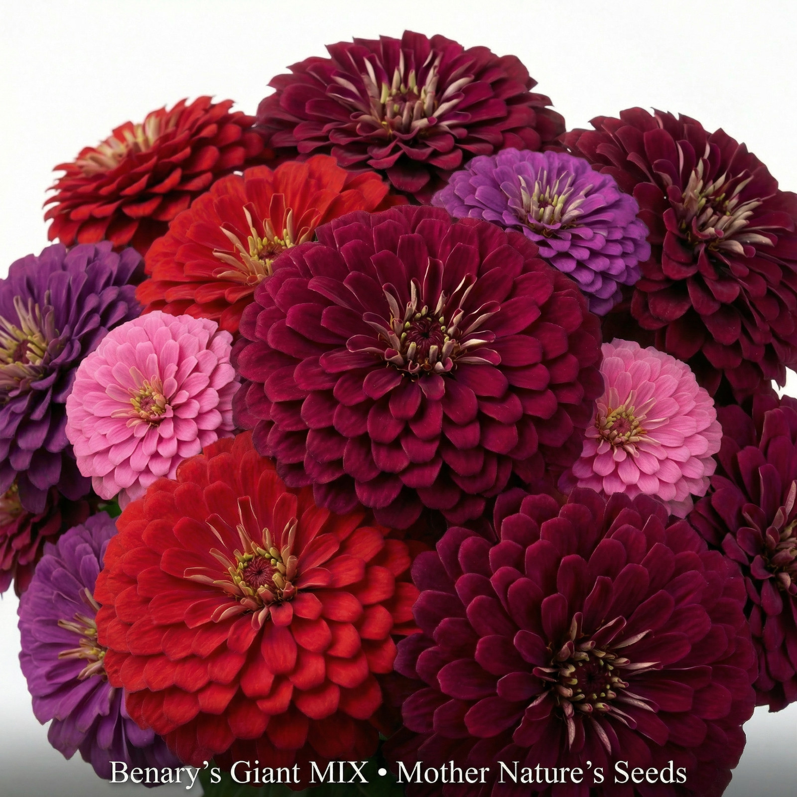 Zinnia Benary’s Giant BERRY BLISS MIX Cut Flower 4–6″ Blooms Non-GMO 25 Seeds