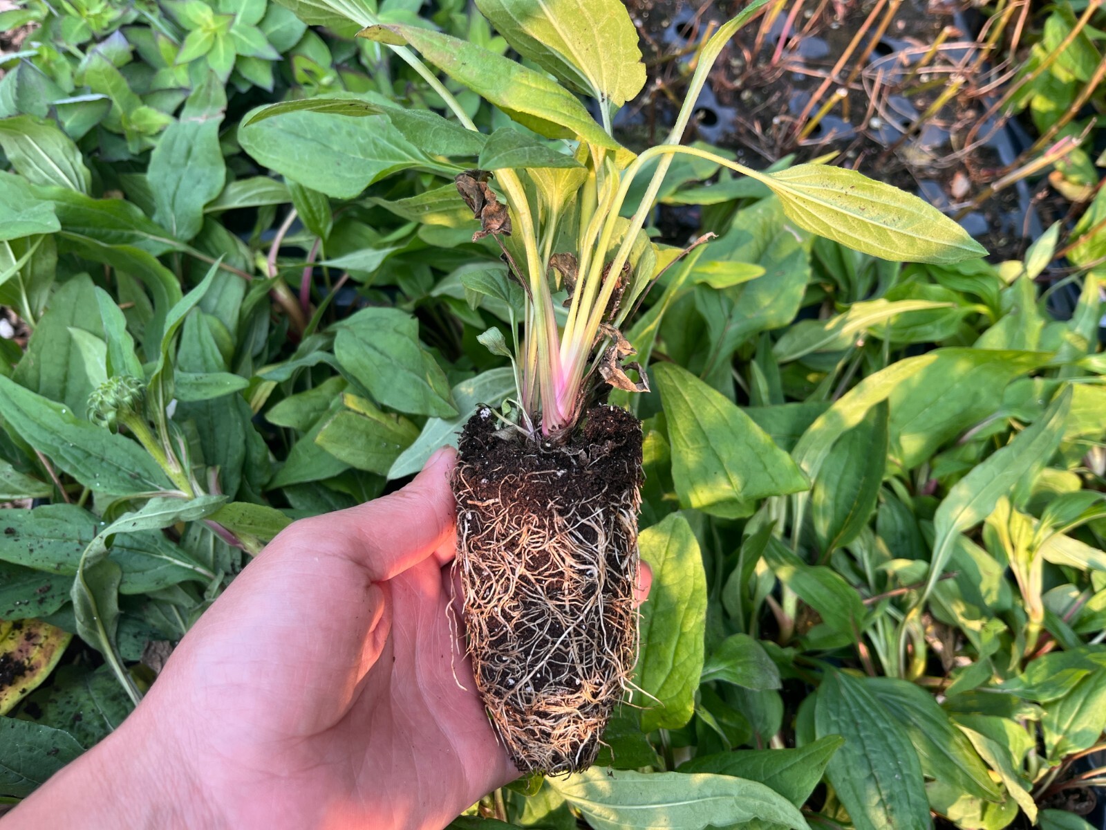 Rare Echinacea: A Delightful Long-lived Coneflower for Pollinators