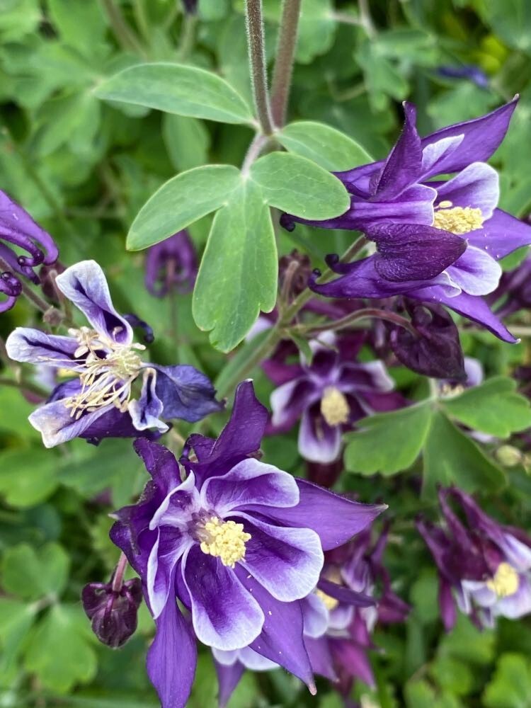 Columbine PURPLE HAZE Mix Perennial Hummingbirds Butterflies Non-GMO 200 Seeds