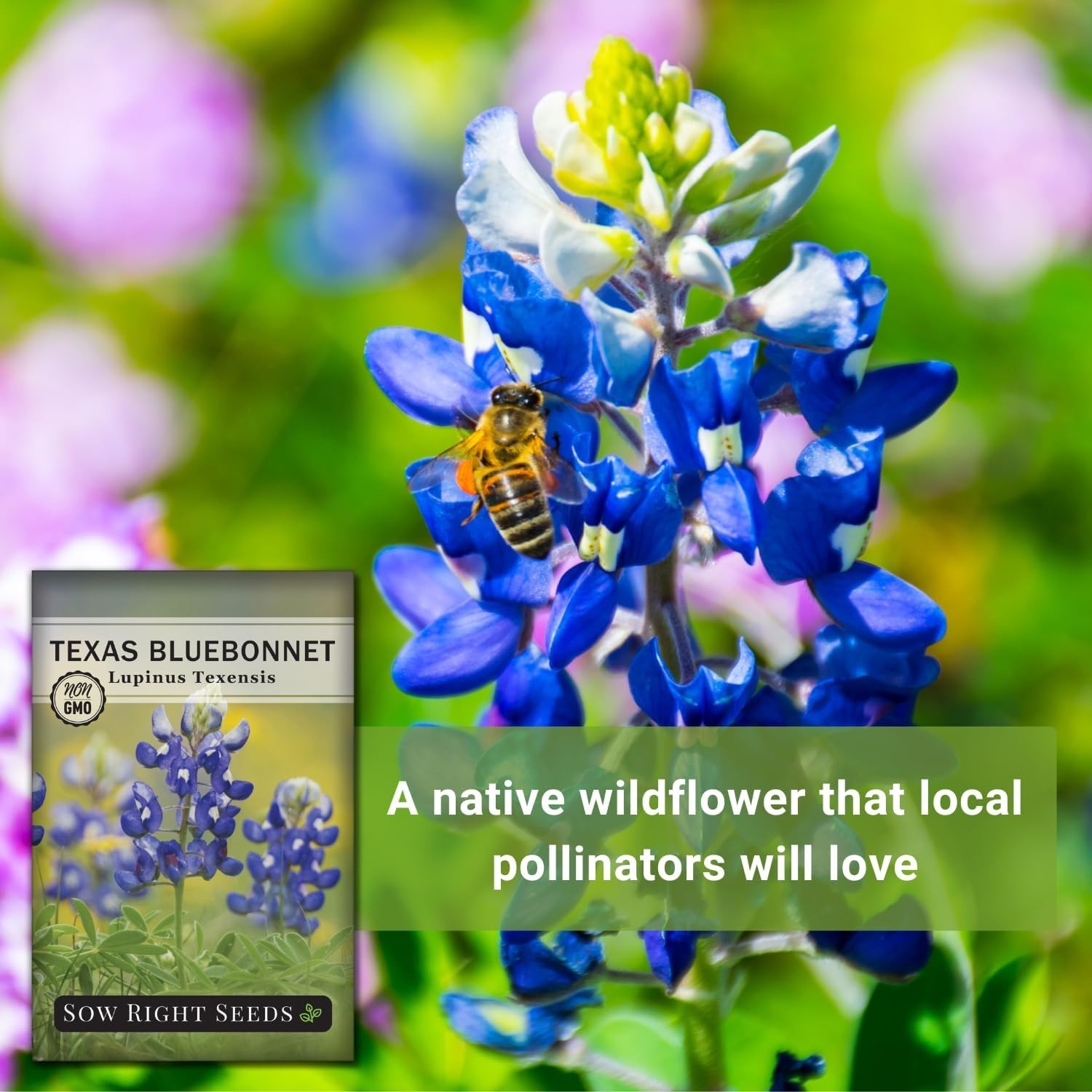 Beautiful Bluebonnet Seeds – 1 Count, Full Instructions for Quick Germination