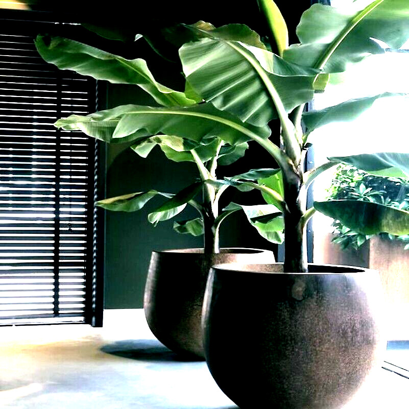 10 “DWARF” Cavendish BANANA Tree Seeds Musa acuminata Hardy Tropical Fruit Plant