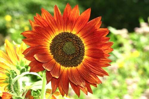 GARDEN SEED VARIETY PACK-5 VEGETABLE TYPES/4 FLOWER TYPES-SEE LISTING-SHIPS FREE