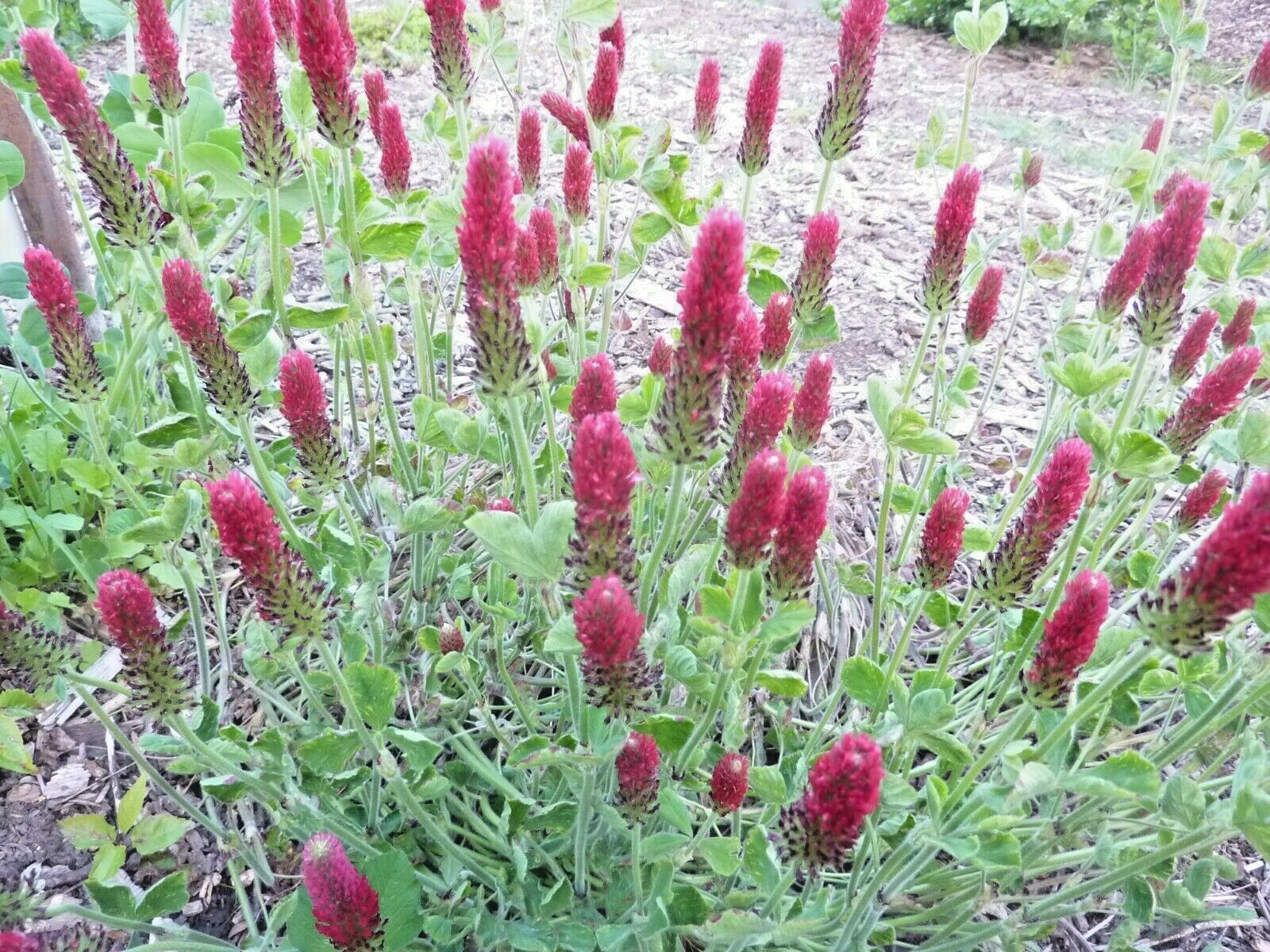 1001+CRIMSON CLOVER Seeds Groundcover Food Plot Native Wildflower Pollinators