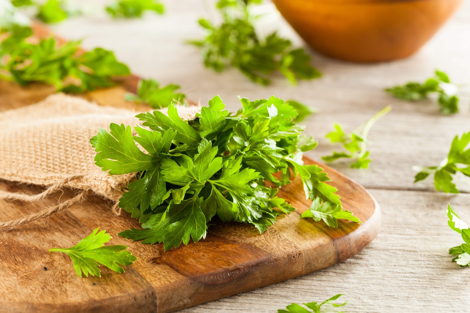 1500 FLAT LEAF PARSLEY Seeds Petroselinum Crispum Plain Single Italian Parsley