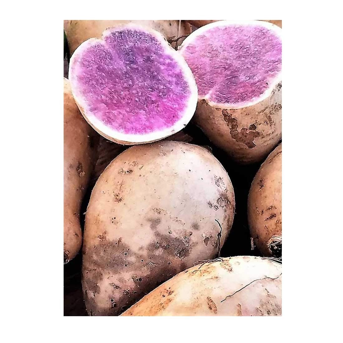 Japanese Purple Sweet Potatoes With White Skin 5 lbs
