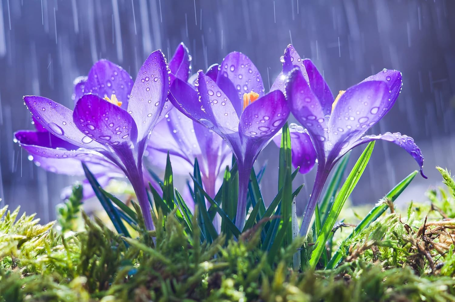 Purple Remembrance Crocus (10 Bulbs) Made in USA