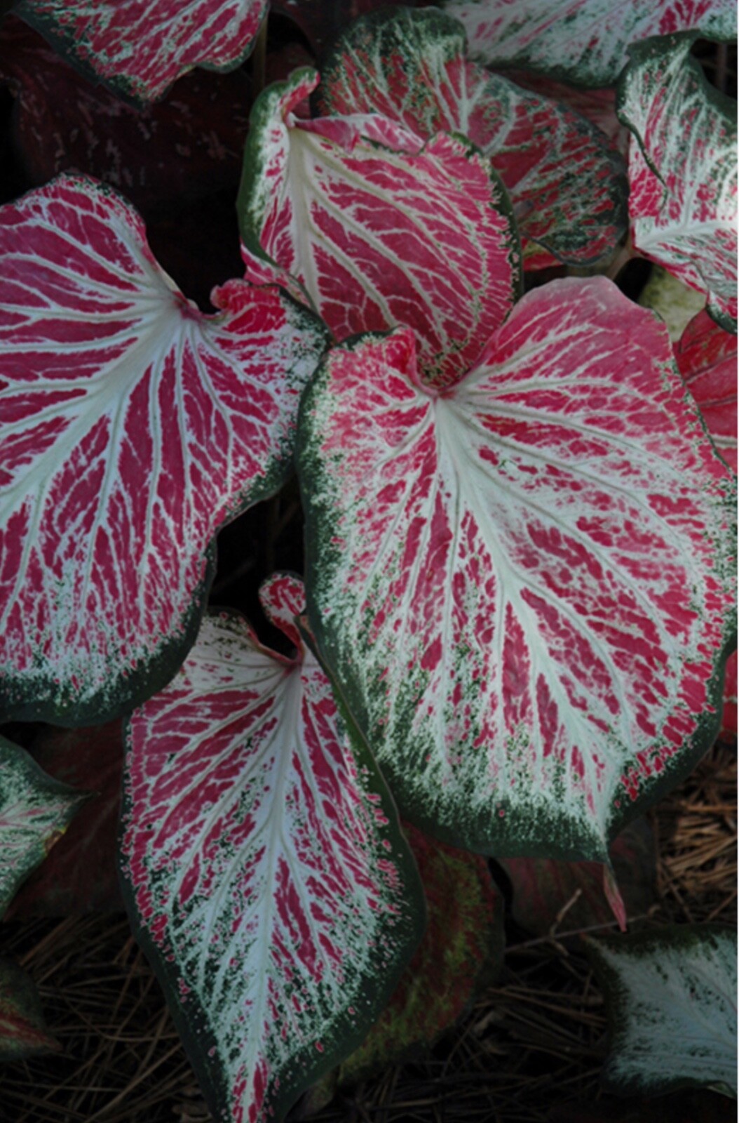 AUTHENTIC Caladium Blushing Bride 1 bulbs