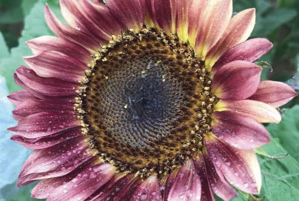 20 PLUM ProCut Sunflower Seeds, Annual, NON GMO, Fresh Seeds, NEW & UNIQUE COLOR