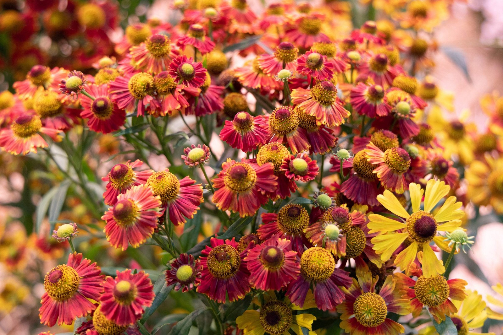100 HELENIUM AUTUMN LEAVES Mix Helenium Autumnale Sneezeweed Flower Seeds