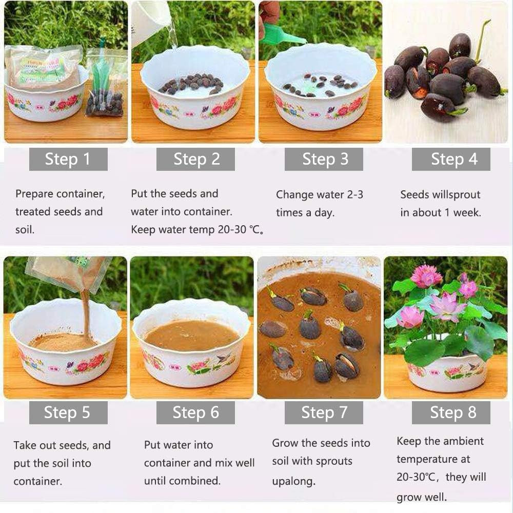 Lotus Flower Seeds for Home Planting Ornamental, Mixed Pink & Red Flower, Can Pu