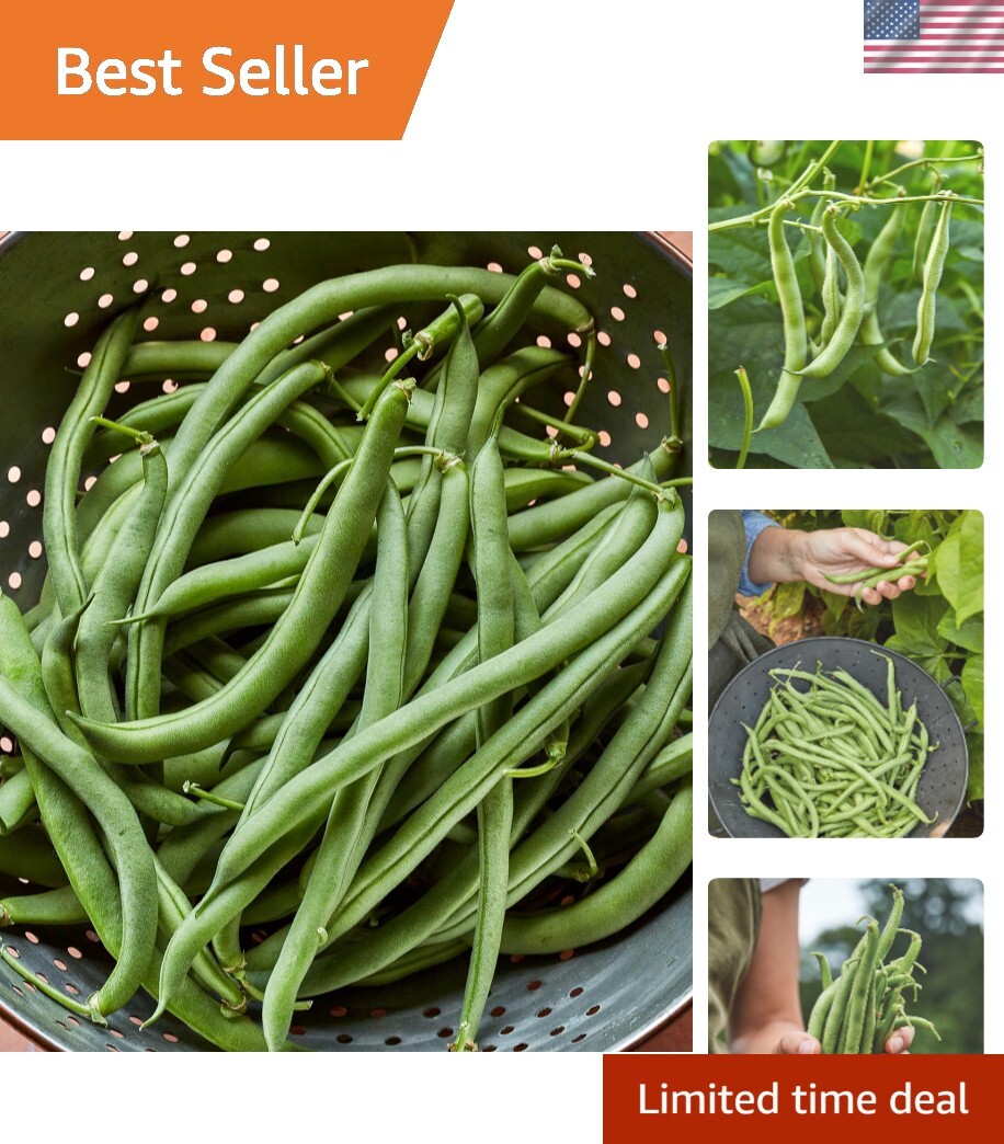 Fast-Growing 8 oz Blue Lake 274 Bush Bean Seeds – Perfect for Fresh Cooking