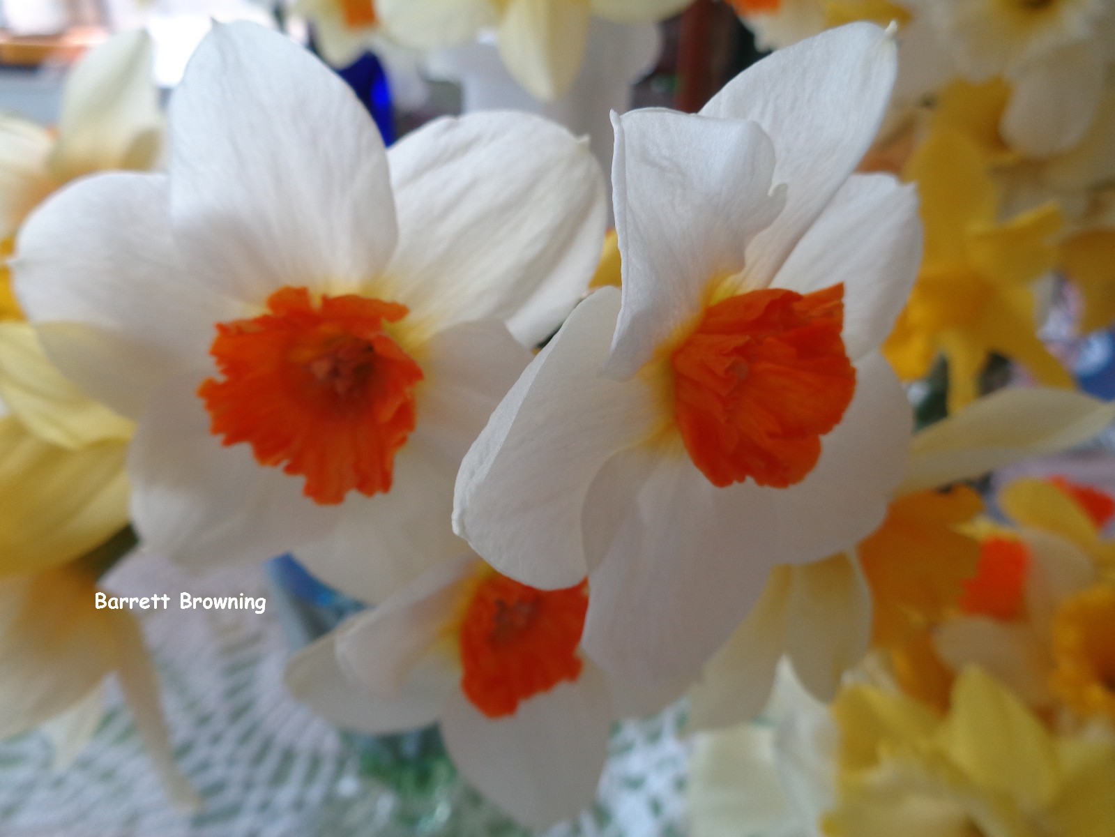 197 DAFFODIL BULBS 5 Varieties PlsREAD Jonquils Narcissus FromMyGarden
