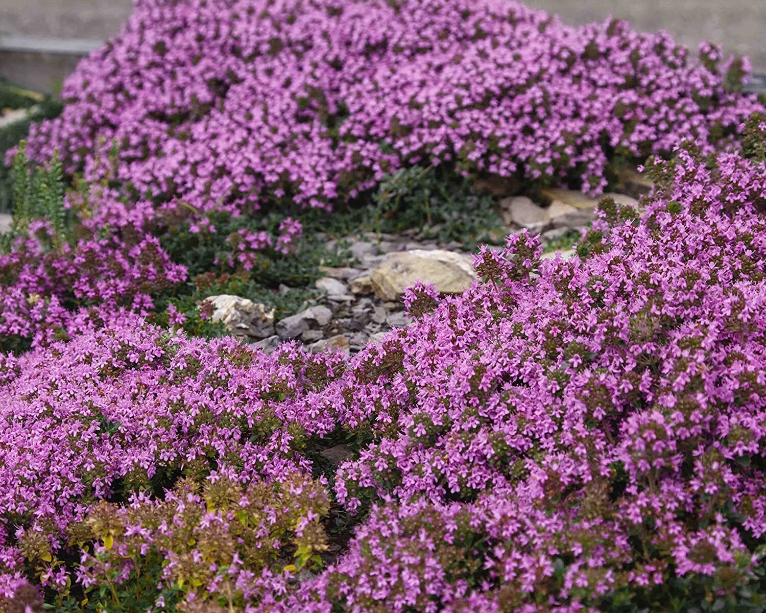 600+ Purple Carpet Creeping Thyme – Perennial Ground Cover Plant Seeds -Heirloom