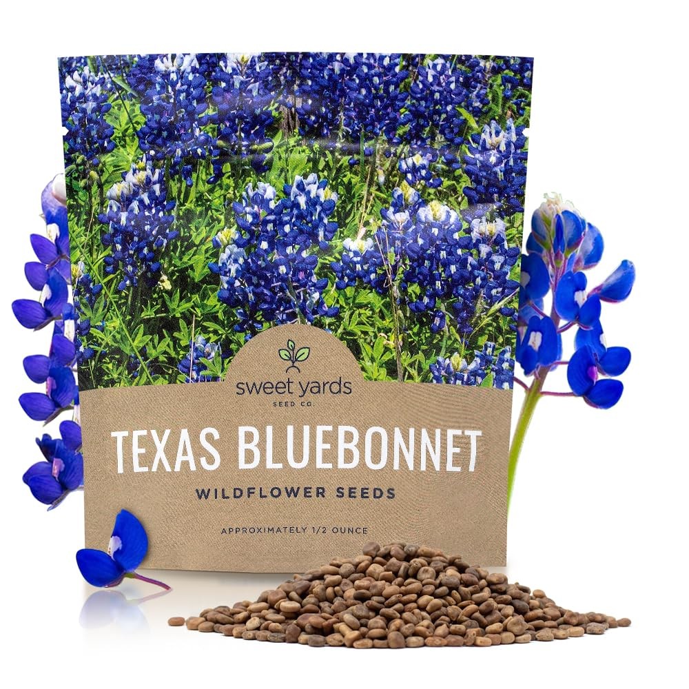 Texas Bluebonnet Wildflower Seeds 1/2 Ounce 500+ Native Seeds for Garden Plantin