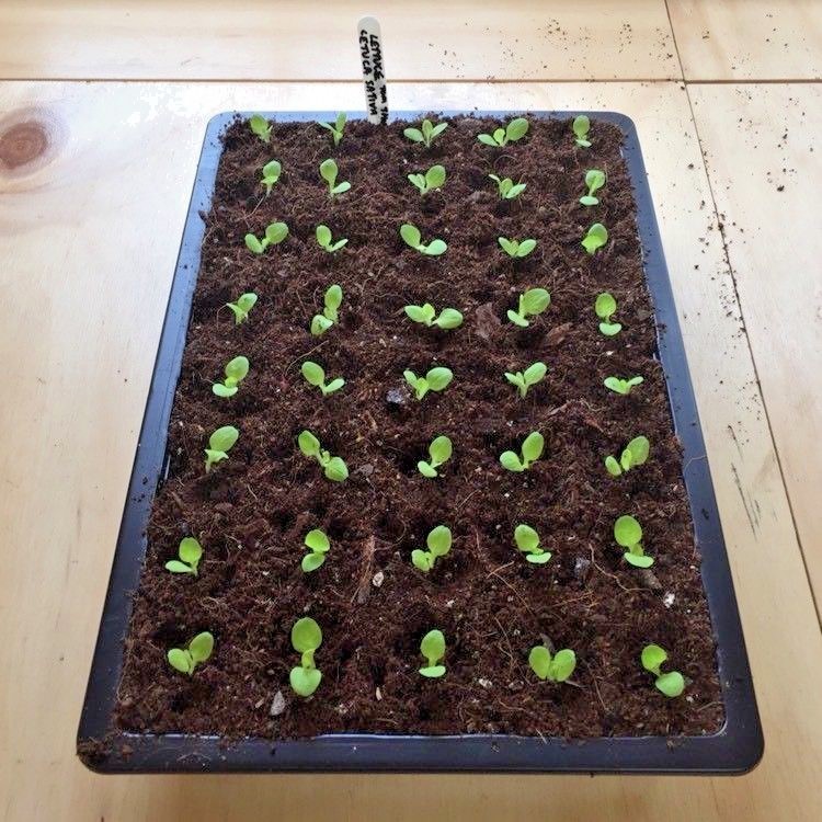 601+TOM THUMB Seeds Romain Leaf Lettuce Organic Spring Fall Garden Container