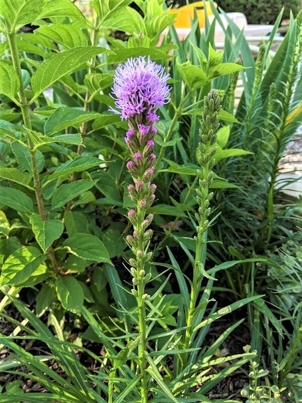 LIATRIS SPICATA (Blazing Star) – Purple Flowers – 2 Plants