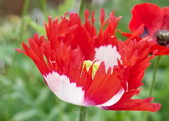10,000 Danish Flag Poppy Seeds STRATIFIED Somniferum Large Red and White Blooms