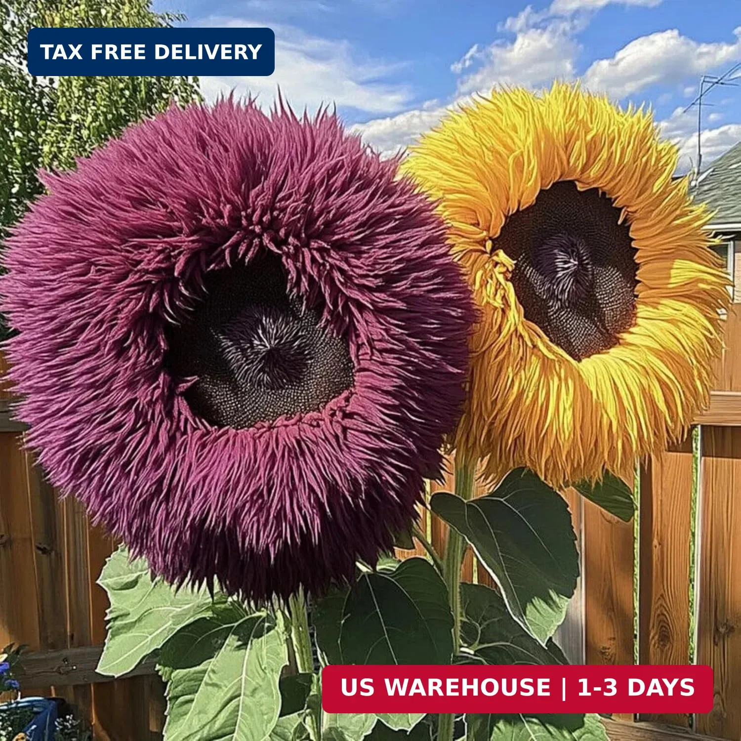 700+ Sunflower Seeds for Planting – Giant Teddy Bear Sunflower Heirloom Non-GMO
