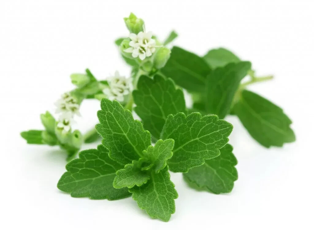 400+ STEVIA REBAUDIANA SEEDS (0.5g) NATURAL SWEETENER ORGANIC NON-GMO USA Seller