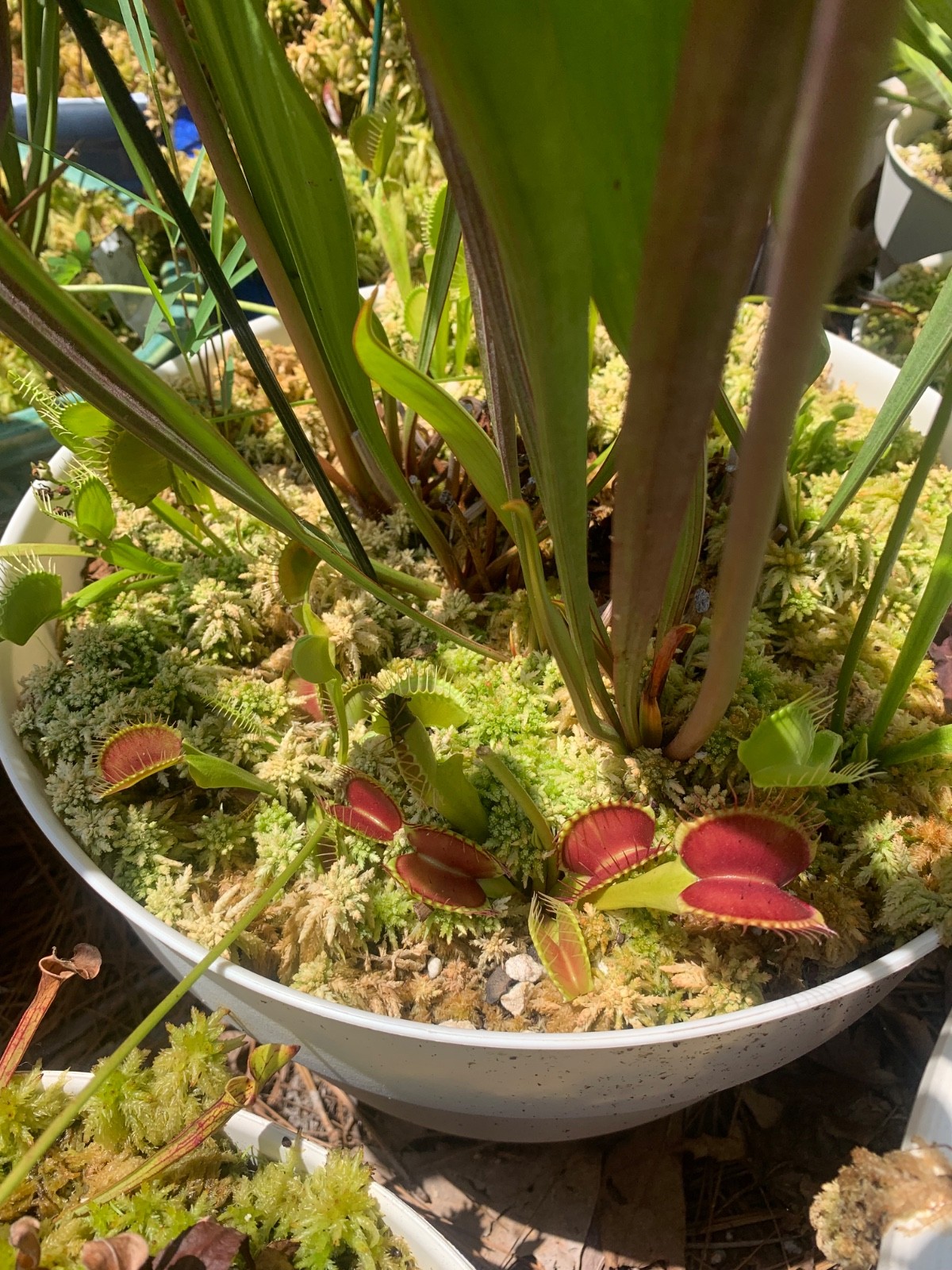 100+ Venus Flytrap seeds + Maxsea plant food