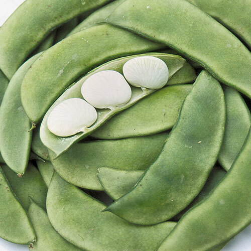 Bean Seeds 20 Henderson Dwarf Baby Lima Vegetable NON-GMO USA FREE SHIPPING